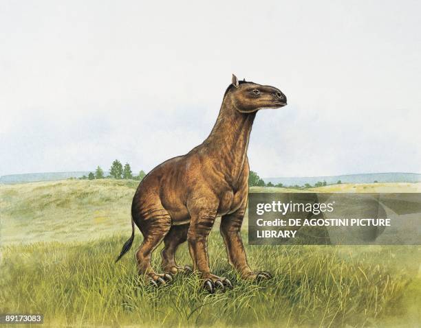 Moropus Moropus Photos and Premium High Res Pictures - Getty Images