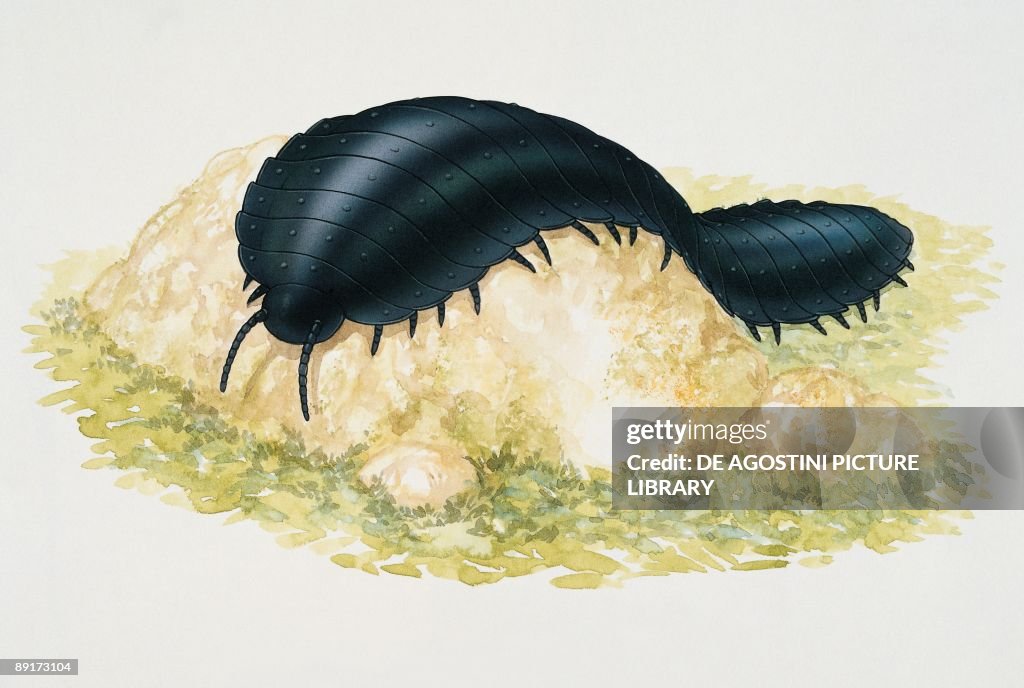 Close-up of an arthropleura on a stone