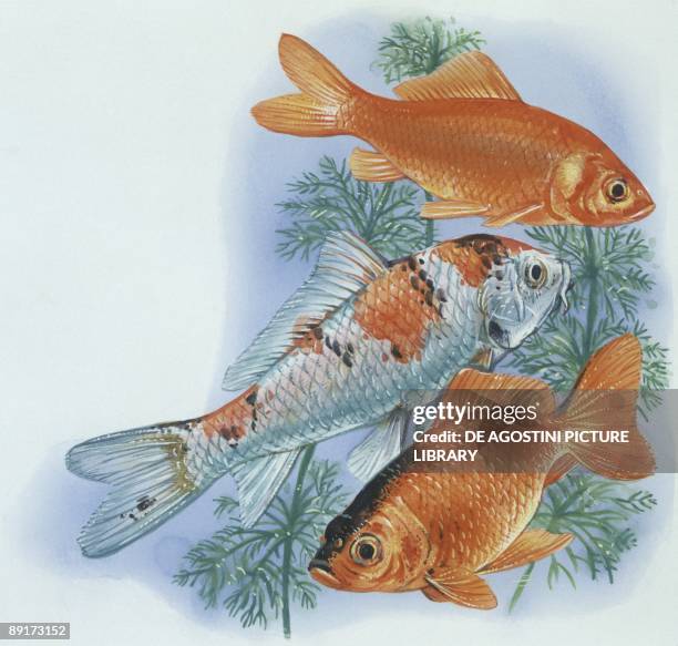 Fishes: Cypriniformes - Goldfish , illustration