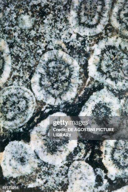 Close-up of an orbicular diorite rock
