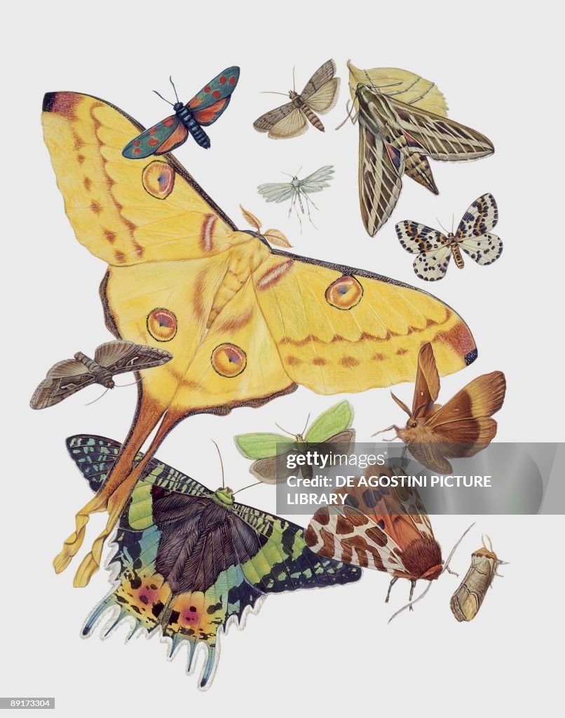 Leptosptera Insect Close-up of a group of Lepidoptera insects News Photo - Getty Images
