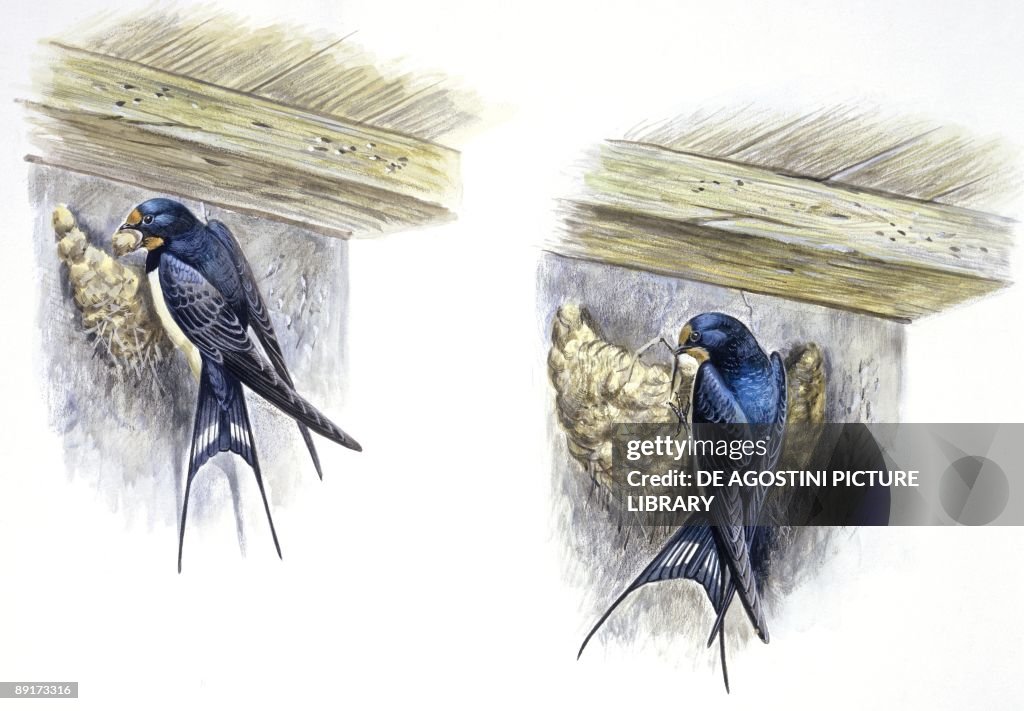 Birds: Passeriformes, Barn Swallow (Hirundo rustica) building nest, illustration