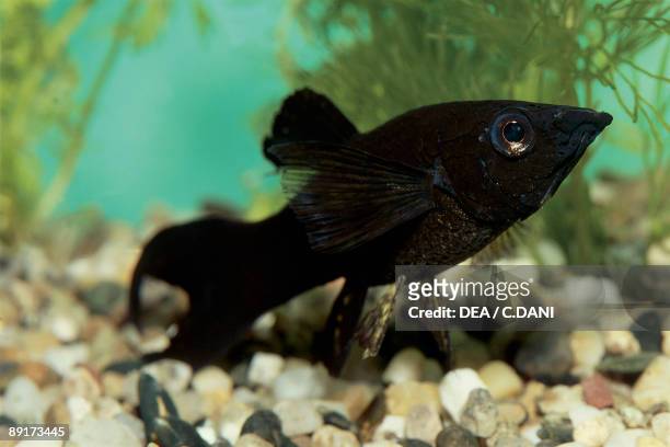 Close-up of a Sailfin Molly fish swimming underwater