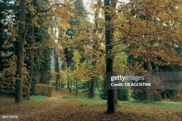 Trees in a park, Kaiservilla, Bad Ischl, Austria