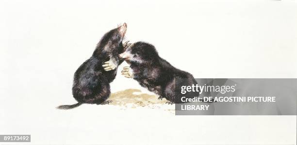 Two European Moles leaning to each other, illustration