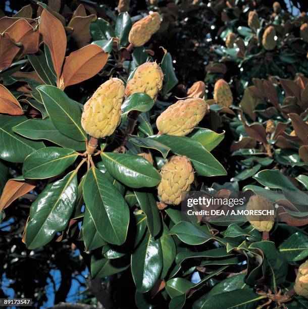 Close-up of Southern magnolia