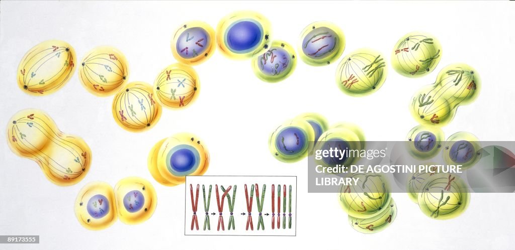 Medicine: Cell division: Mitosis and Meiosis, illustration