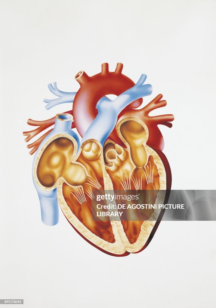 Illustration of human circulatory system, heart section