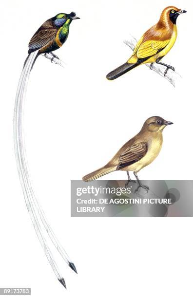 Birds: Passeriformes, Paradisaeidae, Flame Bowerbird, Sericulus aureus and Vogelkop Bowerbird , illustration