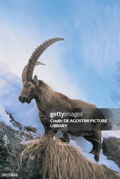 Low angle view of an Alpine Ibex standing on a mountain, Gran Paradiso National Park, Valle d'Aosta, Italy