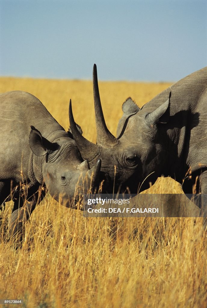 Two Black Rhinoceroses in the forest, Masai Mara National Reserve, Kenya (Diceros bicornis)