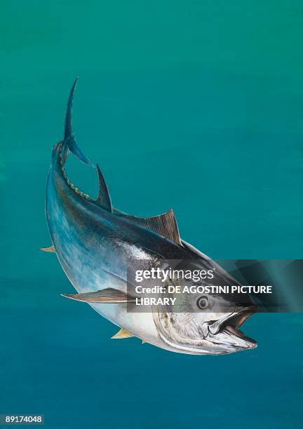 Close-up of an Atlantic bluefin tuna