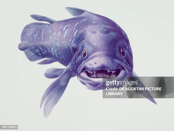 Close-up of a coelacanth