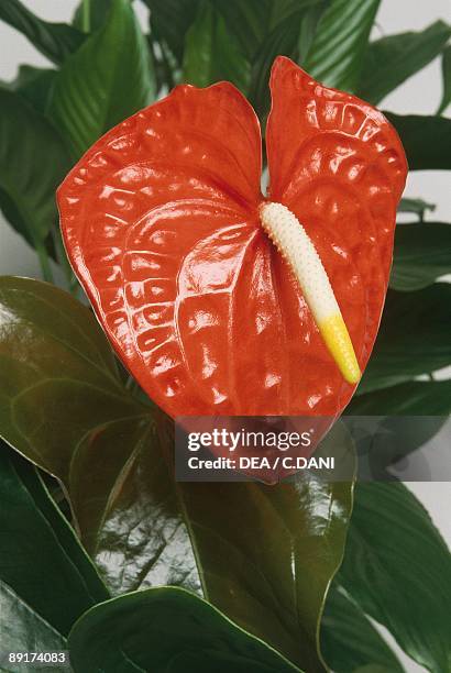 Close-up of a Flamingo-lily