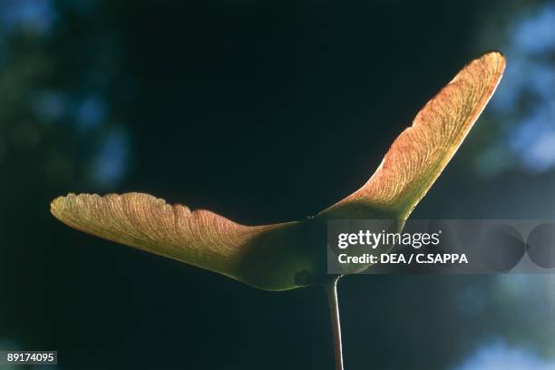 Close-up of a flower of a Norway maple tree