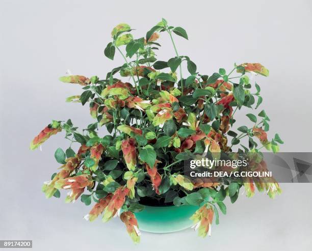 Close-up of a Shrimp plant