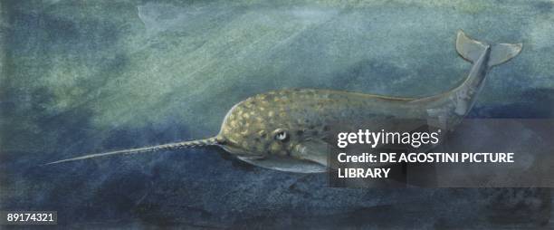 Zoology: Fishes: Mammalia, Cetacea, Narwhal , illustration