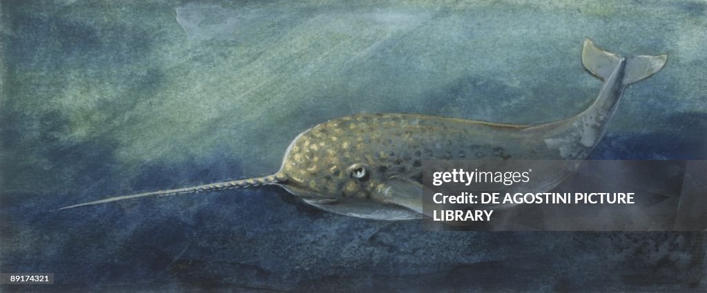 Zoology: Fishes: Mammalia, Cetacea, Narwhal (Monodon monoceros), illustration