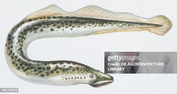 Fishes: Petromyzontiformes Petromyzontidae, Sea lamprey , illustration