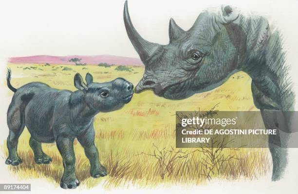 Close-up of a black rhinoceros with his calf in the forest