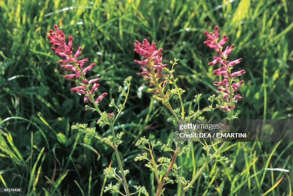 Drug Fumitory flowers in a field (Fumaria officinalis)