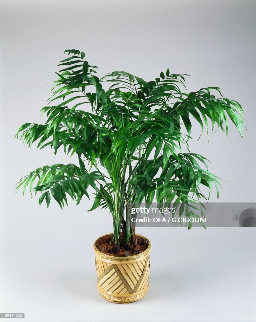 Close-up of a Parlor palm (Chamaedorea elegans)
