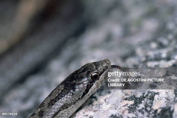 Close-up of a Smooth snake, Peneda-Geres National Park, Portugal