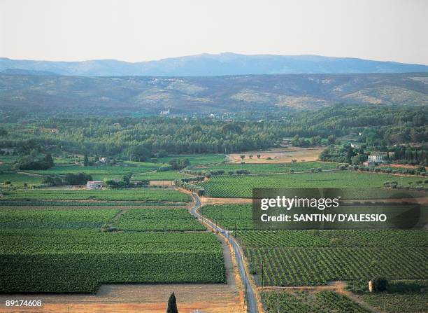 High angle view of a vineyard, Bandol, Provence-Alpes-Cote d'Azur, France