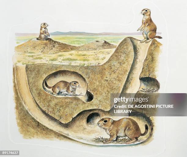 Close-up of four prairie dogs
