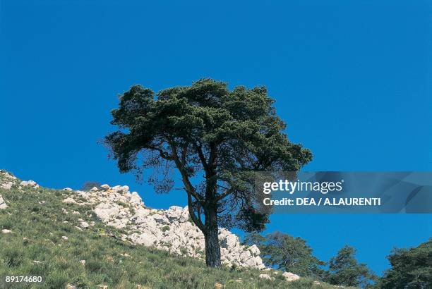 Low angle view of an Aleppo pine tree