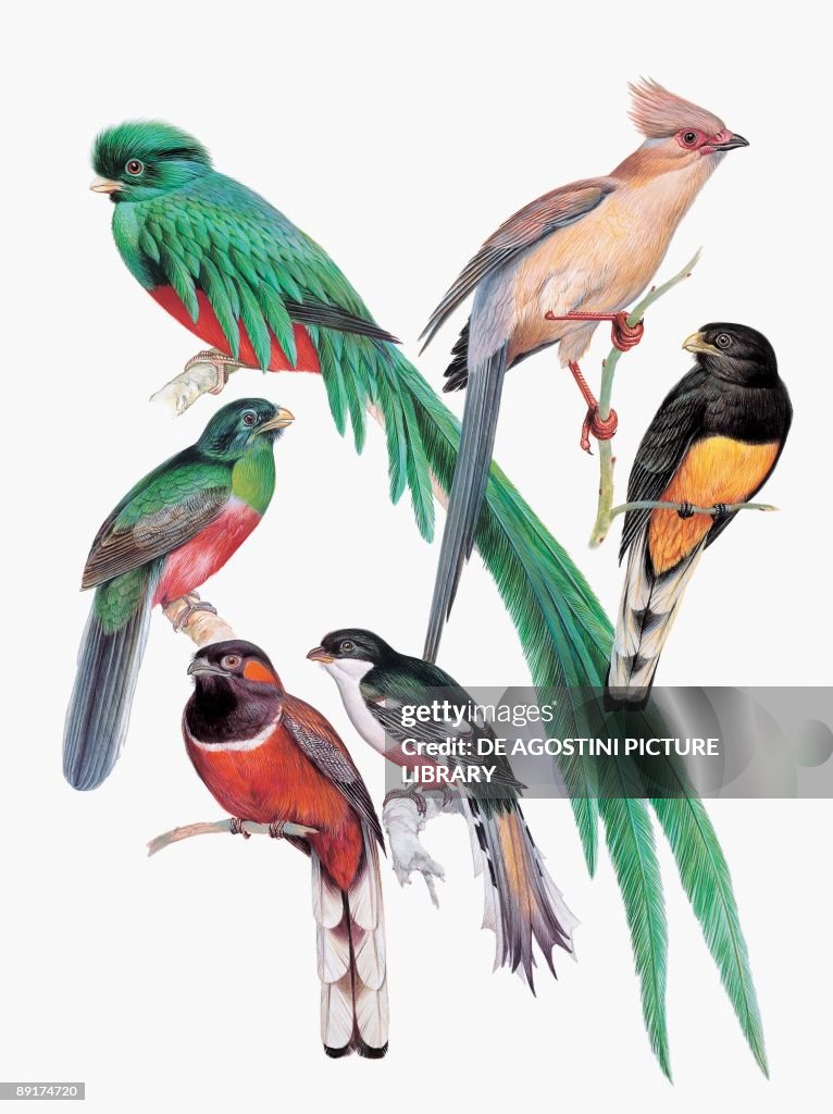 Close-up of trogons perching on branches