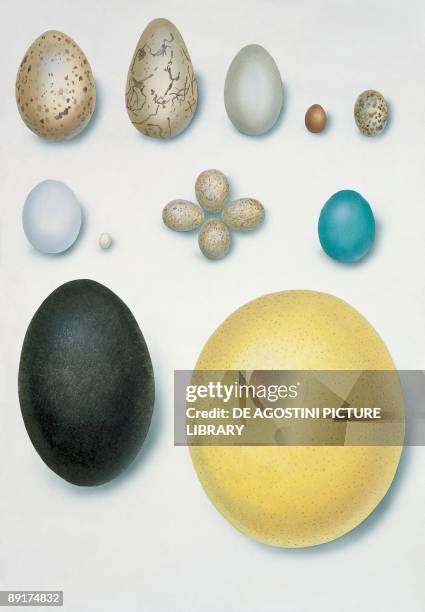 Close-up of bird's eggs
