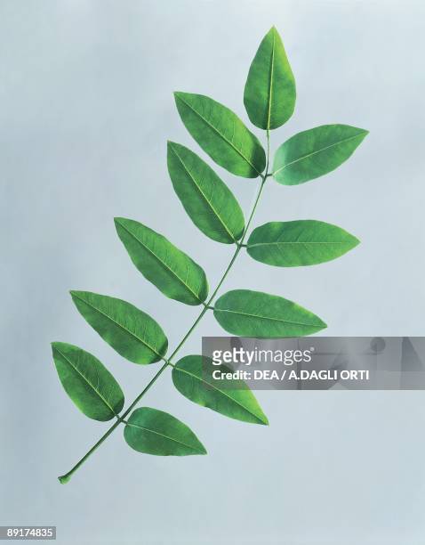Close-up of Styphnolobium leaves
