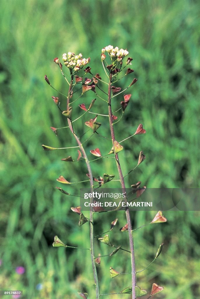 Close-up of a flowering stem of Shepherd's Purse plant (Capsella bursa-pastoris)