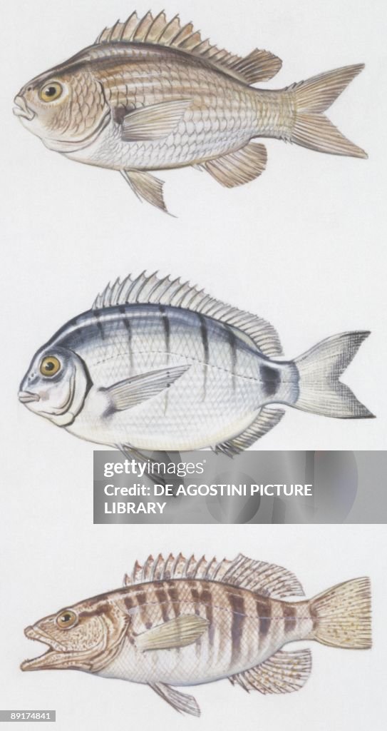 Fishes: Perciformes, Brown comber (Serranus hepatus), Zebra seabream ( Diplodus cervinus cervinus), Damselfish (Chromis chromis)., illustration