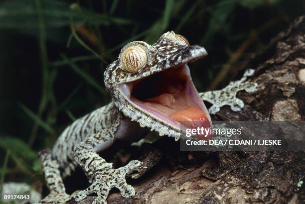 Close-up of a Leaf-tailed gecko, Madagascar