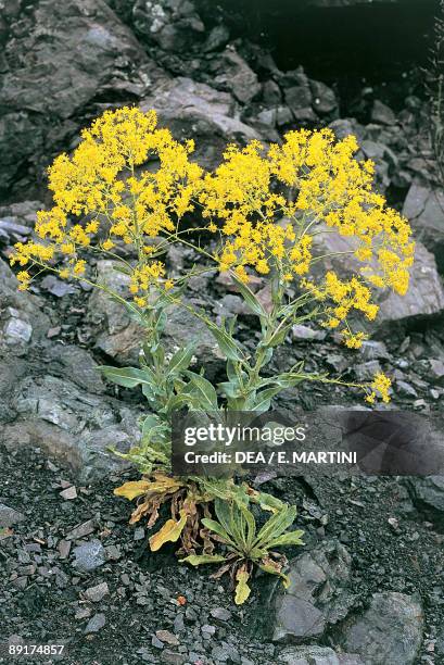 Wild Woad Woad Photos and Premium High Res Pictures - Getty Images