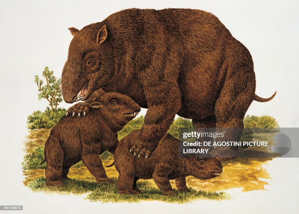 Close-up of a diprotodon with its young