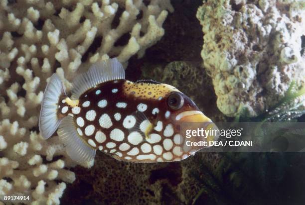 Close-up of a Clown Triggerfish fish swimming underwater