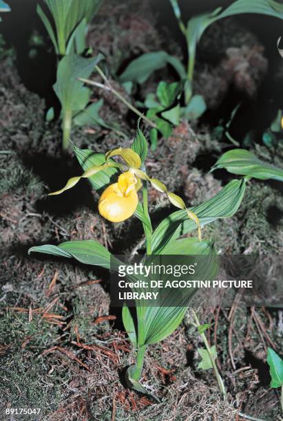 High angle view of a lady's slipper