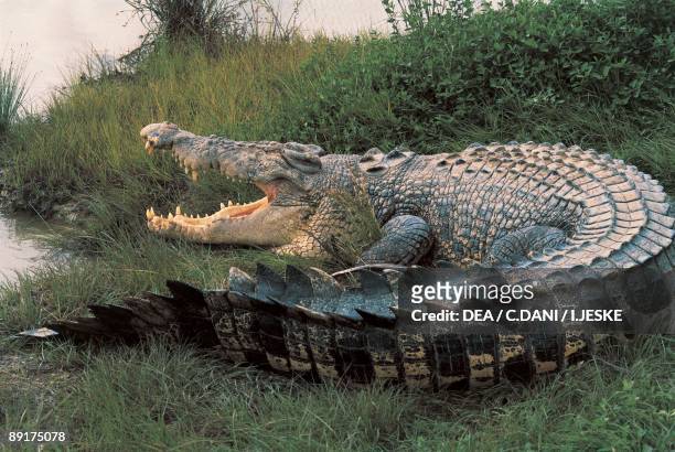 Close-up of an Australian saltwater crocodile, Kakadu National Park, Australia