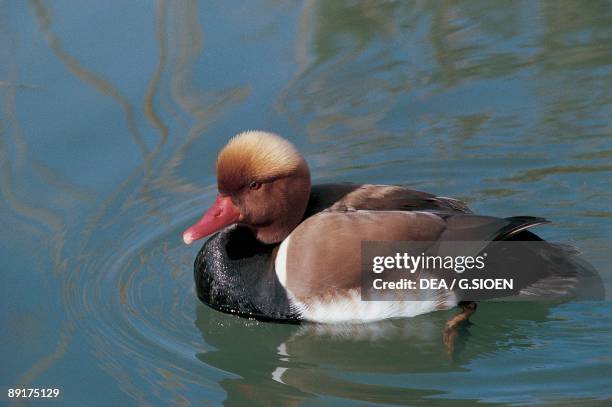 Red-Crested Pochard Duck swimming in water