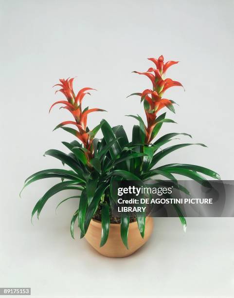 High angle view of a Bromeliad Guzmania Cherry plant