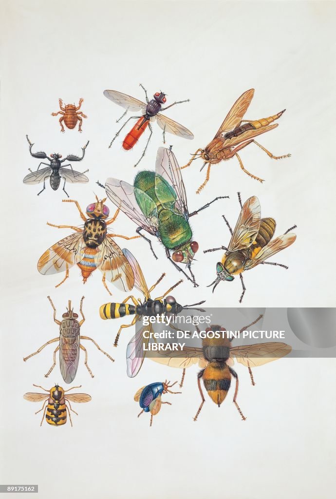 Diptera Insec Close-up of a group of diptera insects News Photo - Getty Images