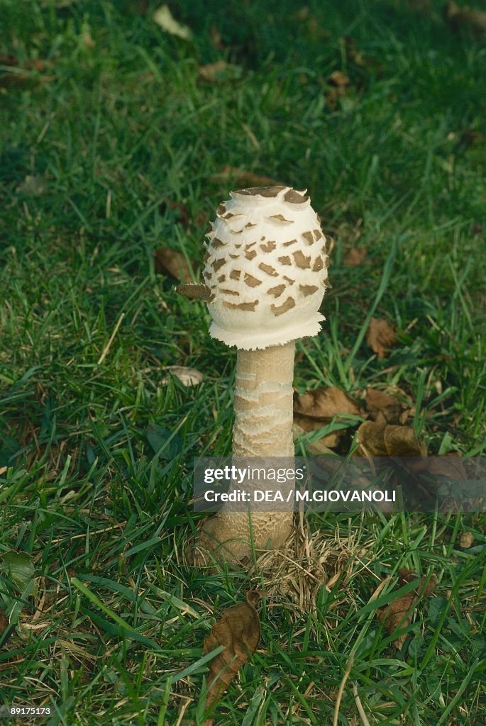 Close-up of Parasol mushroom (Macrolepiota procera)