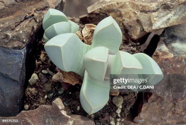 High angle view of a Karoo Rose plant