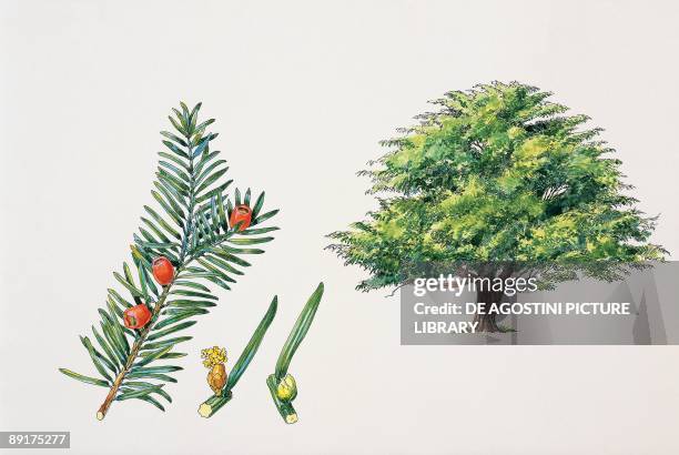 Close-up of a yew tree