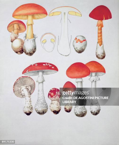 Close-up of different types of mushrooms