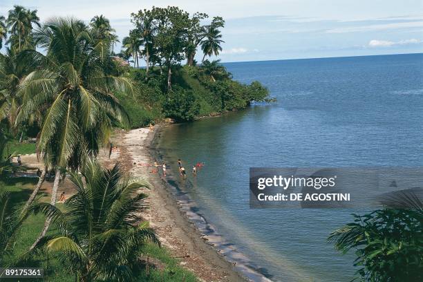 High angle view of palm trees on the beach, Lake Izabal, Livingstone, Guatemala