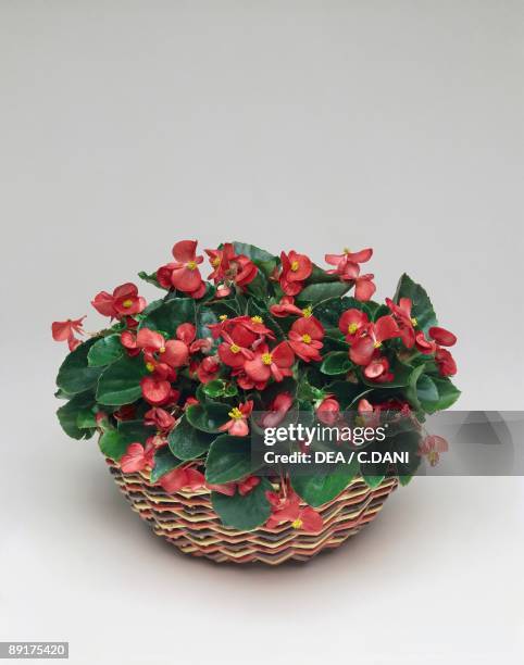 Close-up of a Begonia semperflorens plant in a wicker basket